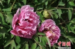图为临洮县紫斑牡丹盛花期。　边国鹏 摄 - 甘肃新闻