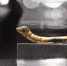 千年“鎏金铜蚕”在国家大剧院展出 - 人民网
