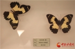 相约甘肃省博物馆 小陇带你看蝴蝶界的颜值担当（组图） - 中国甘肃网