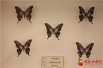 相约甘肃省博物馆 小陇带你看蝴蝶界的颜值担当（组图） - 中国甘肃网