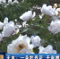 天水：一朵牡丹花  千亩增收田 - 甘肃省广播电影电视