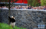 大熊猫——中欧友谊的使者 - 人民网
