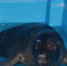 国内首只人工哺育成活灰海豹“六一”亮相 - 人民网