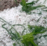 6月7日，甘肃平凉市冰雹来袭，地里的玉米杆被打折，叶子被打烂。　张炜 摄 - 甘肃新闻