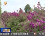 兰州新区：玫瑰产业绽放出“花样年华” - 甘肃省广播电影电视