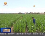 甘肃省农科院：推广水肥一体化 发展现代农业 - 甘肃省广播电影电视