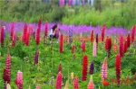 临夏州和政县鲁冰花油菜花节开幕 赏花经济带来美好生活（组图） - 中国甘肃网