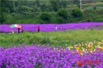 临夏州和政县鲁冰花油菜花节开幕 赏花经济带来美好生活（组图） - 中国甘肃网