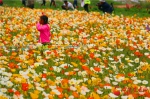 临夏州和政县鲁冰花油菜花节开幕 赏花经济带来美好生活（组图） - 中国甘肃网