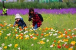 临夏州和政县鲁冰花油菜花节开幕 赏花经济带来美好生活（组图） - 中国甘肃网