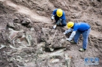 重庆云阳发现世界级恐龙化石群 - 人民网