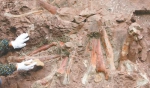 重庆云阳发现大型恐龙化石遗址 - 人民网