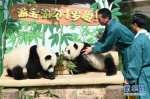 重庆动物园为双胞胎大熊猫举办1岁生日会 - 人民网