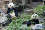大熊猫过生日享清凉 - 人民网