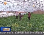 甘肃：科技助力农业 成果惠及百姓 - 甘肃省广播电影电视