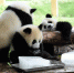 重庆动物园助动物“冰爽”度夏 - 人民网