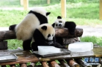 重庆动物园助动物“冰爽”度夏 - 人民网