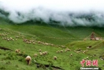 资料图：夏日的祁连山。郎文瑞 摄 - 甘肃新闻