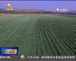 甘肃省农业部门积极应对高温不利影响 - 甘肃省广播电影电视