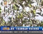 陇南：打造油橄榄品牌 带动百姓致富 - 甘肃省广播电影电视