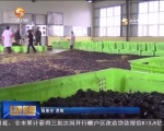 陇南：打造油橄榄品牌 带动百姓致富 - 甘肃省广播电影电视