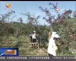 陇南：花椒产业助力脱贫攻坚 - 甘肃省广播电影电视