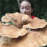 云南普洱惊现神秘巨型蘑菇 大小堪比簸箕周长近1.8米 - 人民网