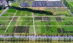 安吉：艺术稻田成风景 - 中国甘肃网