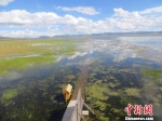 图为甘南尕海国际重要湿地。　资料图 王莉芳 摄 - 甘肃新闻