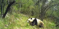 大熊猫国家公园正式获批 甘肃省白水江园区为重要组成部分 - 中国甘肃网