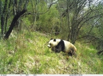 大熊猫国家公园正式获批 甘肃省白水江园区为重要组成部分 - 中国甘肃网