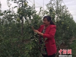 陆爱霞在苹果园里压枝。　刘薛梅 摄 - 甘肃新闻