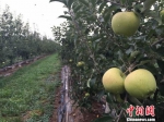 甘肃宁县焦村镇街上村建成高科技苹果产业试验园。　刘薛梅 摄 - 甘肃新闻