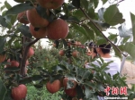 “海升苹果”栽树当年成花、两年结果、三年丰产。　刘薛梅 摄 - 甘肃新闻