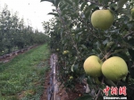 甘肃宁县苹果产业革命 新型生产模式“遍地开花” - 中国甘肃网