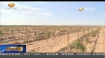 （抓落实促发展）甘肃：戈壁农业兴起 千里荒滩生金 - 甘肃省广播电影电视