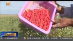 （抓落实促发展）甘肃：戈壁农业兴起 千里荒滩生金 - 甘肃省广播电影电视