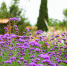 河西印象之“紫金花都”——金昌（高清组图） - 人民网