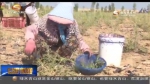 （砥砺奋进的五年）林下经济鼓起农民“钱袋子” - 甘肃省广播电影电视