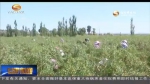 （砥砺奋进的五年）林下经济鼓起农民“钱袋子” - 甘肃省广播电影电视