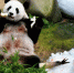 马来西亚为中国旅马大熊猫庆祝生日 - 人民网