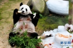 马来西亚为中国旅马大熊猫庆祝生日 - 人民网