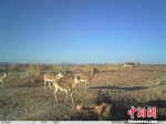 甘肃极旱荒漠自然保护区普氏野马族群再添4位“新丁” - 甘肃新闻