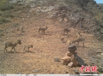 甘肃极旱荒漠自然保护区普氏野马族群再添4位“新丁” - 甘肃新闻