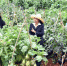 来云南砚山看喀斯特地貌生态蔬菜品种多样性 - 人民网