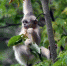 探访香格里拉滇金丝猴国家公园 - 人民网