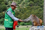西藏工布江达县的藏猕猴乐园 - 人民网