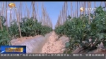 （砥砺奋进的五年）景泰：盐碱地从撂荒地到香饽饽的华丽转身 - 甘肃省广播电影电视