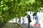 图为华文媒体负责人在葡萄园拍照。　杨艳敏 摄 - 甘肃新闻
