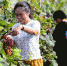 河北廊坊：种葡萄促增收 - 人民网